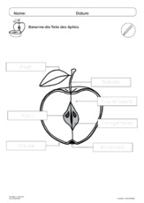 Der Apfel im Unterricht 25.pdf